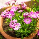 Sa Mariposa Дом отдыха *